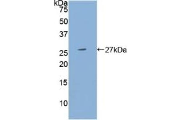 PSG1 antibody  (AA 202-401)