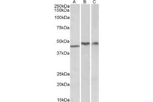 Image no. 1 for anti-TAR DNA Binding Protein (TARDBP) (Internal Region) antibody (ABIN375078) (TARDBP antibody  (Internal Region))