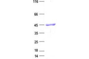 Validation with Western Blot (MRPS31 Protein (His tag))