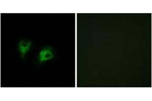 Immunofluorescence analysis of COS7 cells, using CELSR2 Antibody. (CELSR2 antibody  (AA 2781-2830))