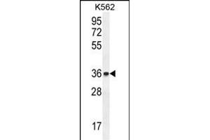 ETV2 Antibody (N-term) (ABIN655258 and ABIN2844855) western blot analysis in K562 cell line lysates (35 μg/lane). (ETV2 antibody  (N-Term))