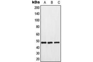 Western blot analysis of GPR173 expression in HeLa (A), mouse kidney (B), rat kidney (C) whole cell lysates. (GPR173 antibody  (Center))