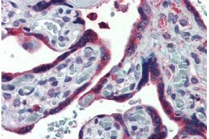Anti-ERP44 / TXNDC4 antibody  ABIN1048579 IHC staining of human placenta. (ERP44 antibody  (Internal Region))