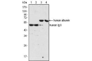 Western Blot showing human Albumin antibody (lane 3, 4) and human IgG antibody (lane 1, 2) used against human serum (lane 1, 3) and plasma (lane 2, 4). (Albumin antibody)