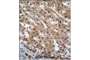 PNN Antibody (Center) (ABIN655502 and ABIN2845018) immunohistochemistry analysis in formalin fixed and paraffin embedded human liver tissue followed by peroxidase conjugation of the secondary antibody and DAB staining. (PNN antibody  (AA 209-239))