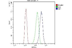 anti-Xanthine Dehydrogenase (XDH) (AA 2-343) antibody