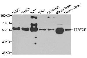 Western blot analysis of extracts of various cell lines, using TERF2IP antibody. (RAP1 antibody  (AA 1-280))