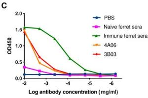 Recovery and expression of ferret immunoglobulins from HA-specific B cells. (Goat anti-Ferret IgG Antibody)