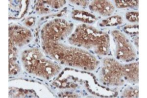 Image no. 13 for anti-Dual Specificity Phosphatase 23 (DUSP23) antibody (ABIN1497930) (DUSP23 antibody)