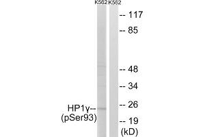 Western blot analysis of extracts from K562 cells, treated with forskolin (40nM, 30mins), using HP1 gamma (Phospho-Ser93) antibody. (CBX3 antibody  (pSer93))