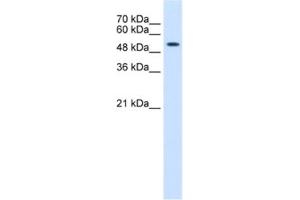 Western Blotting (WB) image for anti-Keratin 8 (KRT8) antibody (ABIN2462515) (KRT8 antibody)