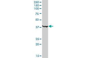 MKRN2 MaxPab polyclonal antibody. (MKRN2 antibody  (AA 1-416))