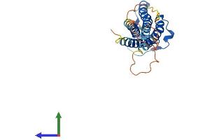 AlphaFold protein structure predicition of Mouse Recombinant Cldn12 Protein, UniprotID Q9ET43