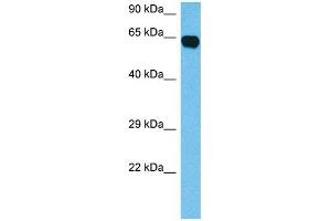 Host:  Mouse  Target Name:  CRMP1  Sample Tissue:  Mouse Brain  Antibody Dilution:  1ug/ml (CRMP1 antibody  (N-Term))