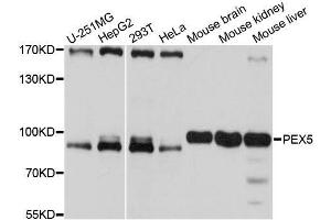 Western blot analysis of extracts of various cell lines, using PEX5 antibody. (PEX5 antibody  (AA 364-631))