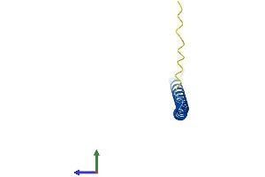 AlphaFold protein structure predicition of Human Recombinant HSBP1 Protein, UniprotID O75506 (HSBP1 Protein (AA 1-76) (Fc Tag))
