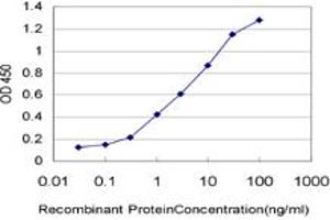 Detection limit for recombinant GST tagged MYBL2 is approximately 0. (MYBL2 antibody  (AA 601-700))