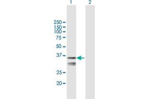 Western Blot analysis of LETMD1 expression in transfected 293T cell line by LETMD1 MaxPab polyclonal antibody.