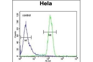 TME Antibody (C-term) (ABIN653703 and ABIN2843020) flow cytometric analysis of Hela cells (right histogram) compared to a negative control cell (left histogram). (STING/TMEM173 antibody  (C-Term))