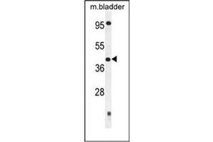 Western blot analysis of SLFNL1 Antibody (N-term) in Mouse bladder tissue lysates (35ug/lane). (Schlafen-Like 1 antibody  (N-Term))