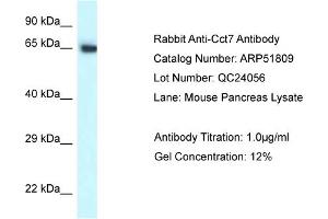 Western Blotting (WB) image for anti-Chaperonin Containing TCP1, Subunit 7 (Eta) (CCT7) (C-Term) antibody (ABIN970320) (CCT7 antibody  (C-Term))