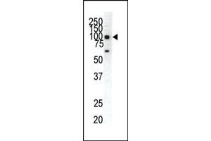 Western blot analysis of anti-EphA1 C-term Pab (ABIN391884 and ABIN2841704) in HeLa cell lysate. (EPHA1 antibody  (C-Term))