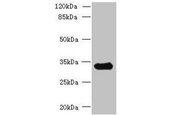 CCDC16 Antikörper  (AA 1-280)