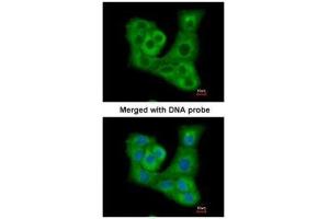ICC/IF Image Immunofluorescence analysis of paraformaldehyde-fixed A549, using DUSP7 , antibody at 1:200 dilution. (DUSP7 antibody  (C-Term))
