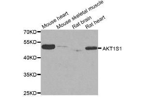Western Blotting (WB) image for anti-AKT1 Substrate 1 (Proline-Rich) (AKT1S1) antibody (ABIN1882365)