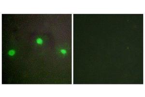 Immunofluorescence (IF) image for anti-helicase 2, X-linked (ATRX) (N-Term) antibody (ABIN1849378)