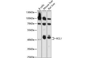Western blot analysis of extracts of various cell lines, using RCL1 antibody  at 1:1000 dilution. (RCL1 antibody  (AA 1-300))