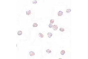 Immunocytochemical staining of BALB/3T3 cells with SOX2 polyclonal antibody  at 5 ug/mL dilution. (SOX2 antibody  (N-Term))