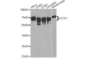 Western blot analysis of extracts of various cell lines, using STIP1 antibody. (STIP1 antibody)