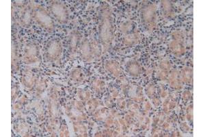 IHC-P analysis of Human Stomach Tissue, with DAB staining. (TLR9 antibody  (AA 28-362))