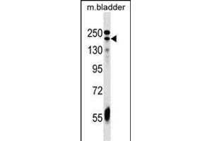 ADCY9 antibody  (C-Term)