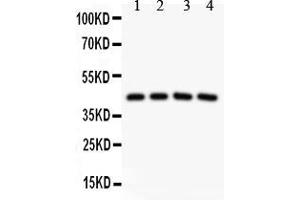 Anti-SIRT3 Picoband antibody, All lanes: Anti SIRT3  at 0. (SIRT3 antibody  (AA 66-399))