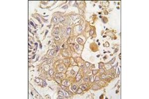 Image no. 2 for anti-Cytochrome P450, Family 1, Subfamily A, Polypeptide 1 (CYP1A1) (AA 384-414), (C-Term) antibody (ABIN360413)