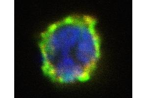 Immunocytochemistry analysis of activated human basophil by FITC-conjugated anti-CD63 (clone MEM-259, green) and PE-conjugated anti-CD203c (clone NP4D6, red), merged signal yellow. (ENPP3 antibody  (PE))