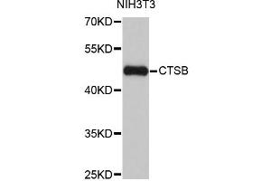 Western blot analysis of extracts of NIH/3T3 cells, using CTSB antibody (ABIN1872095) at 1:1000 dilution. (Cathepsin B antibody)