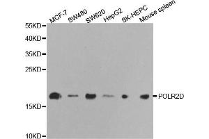 Western blot analysis of extracts of various cell lines, using POLR2D antibody (ABIN5970954) at 1/1000 dilution. (POLR2D antibody)