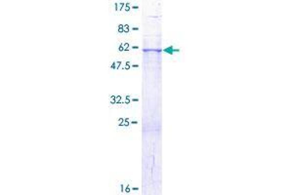 GDAP1 Protein (AA 1-290) (GST tag)