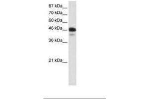 Image no. 1 for anti-Neurogenic Differentiation 2 (NEUROD2) (AA 71-120) antibody (ABIN202393) (NEUROD2 antibody  (AA 71-120))