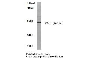 Western blot (WB) analyzes of VASP antibody in extracts from PC12 cells. (VASP antibody)