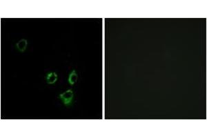 Immunofluorescence (IF) image for anti-Olfactory Receptor 2T5 (OR2T5) (AA 66-115) antibody (ABIN2891120) (OR2T5 antibody  (AA 66-115))