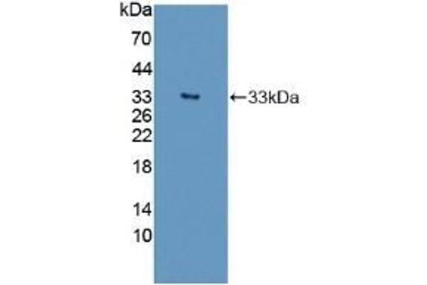 ATG16L1 antibody  (AA 342-607)