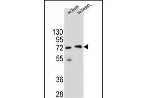 KCTD8 Antibody (C-term) (ABIN655546 and ABIN2845055) western blot analysis in mouse liver and heart tissue lysates (35 μg/lane). (KCTD8 antibody  (C-Term))