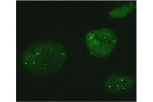 Immunofluorescence (IF) image for anti-MORC Family CW-Type Zinc Finger 3 (MORC3) antibody (ABIN1449250) (MORC3 antibody)