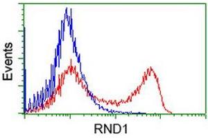 HEK293T cells transfected with either RC205535 overexpress plasmid (Red) or empty vector control plasmid (Blue) were immunostained by anti-RND1 antibody (ABIN2453601), and then analyzed by flow cytometry. (RND1 antibody)