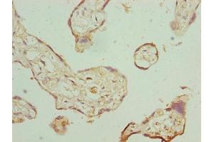 Immunohistochemistry of paraffin-embedded human placenta tissue using ABIN7162823 at dilution of 1:100 (FKBP1A antibody  (AA 2-103))