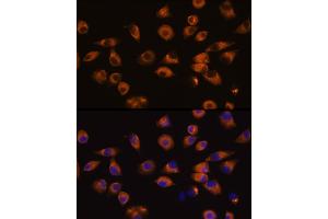 Immunofluorescence analysis of L929 cells using EPH Rabbit pAb (ABIN7266971) at dilution of 1:100 (40x lens). (EPH Receptor A5 antibody  (AA 1-130))